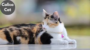Average life of a calico cat Average Lifespan of a Calico Cat