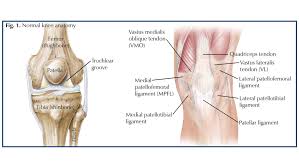 Patella’s place, Function, and Clinical Importance